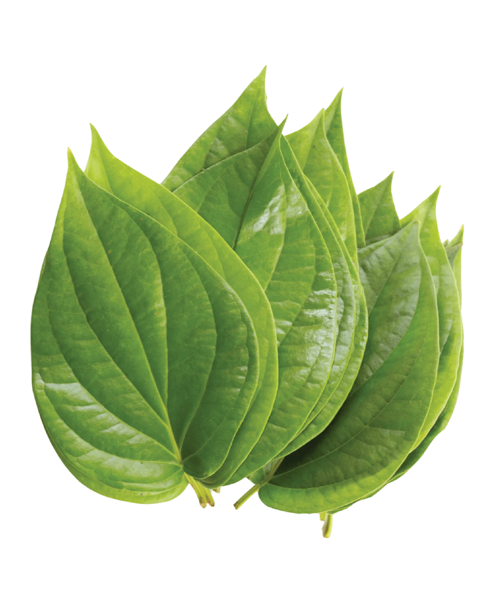 Paan Patta